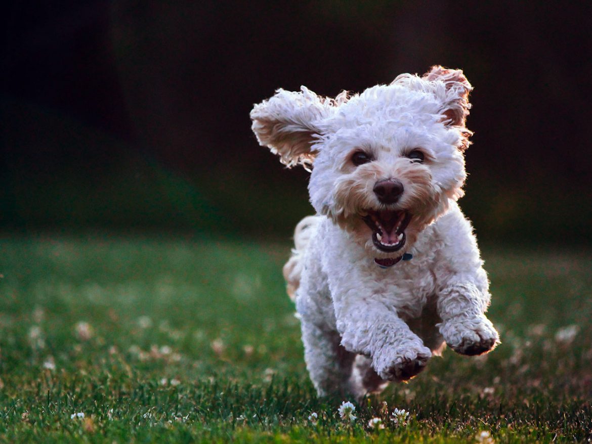 A white puppy running on the grass